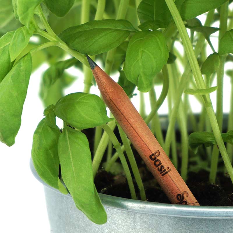 SPROUT - der Samenbleistift