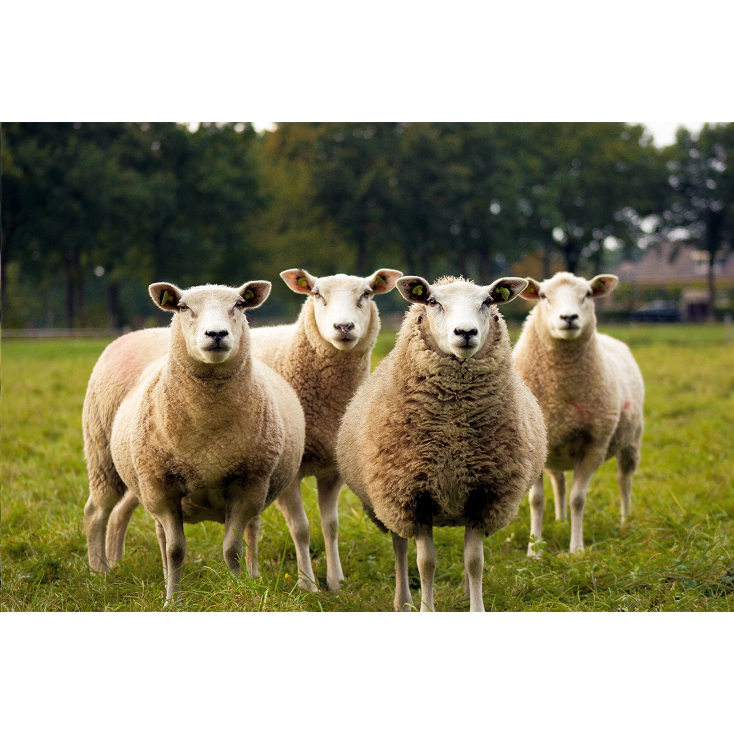 Werbeartikel Clipper