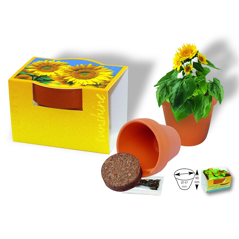 Tontöpfchen Sonne, Zwergsonnenblume, 1-4 c Digitaldruck inklusive 