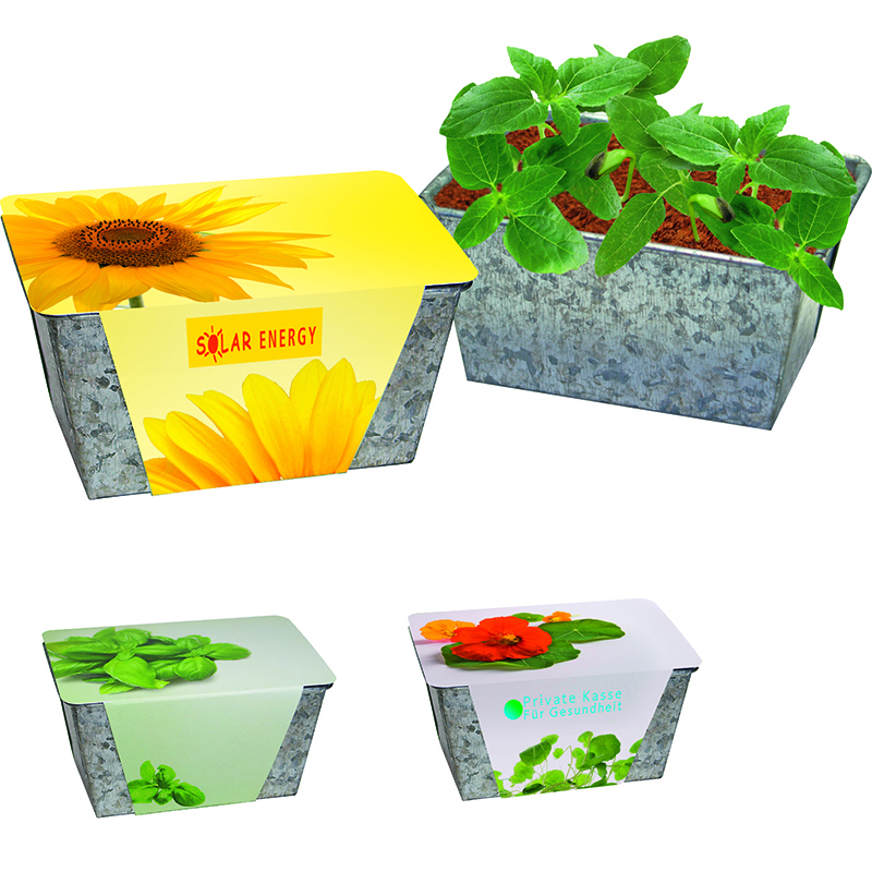 Wachstums-Kästchen Sonne, Zwergsonnenblume, 1-4 c Digitaldruck inklusive