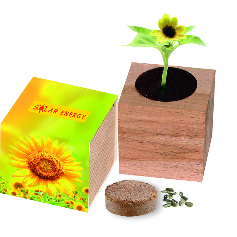 Natur-Würfel groß Sonne, Zwergsonnenblume, 1-4 c Digitaldruck inklusive