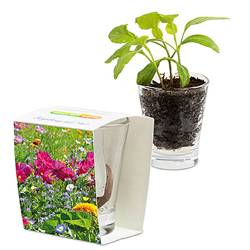 Caffeino-Glas mit Samen - Sommerblumenmischung