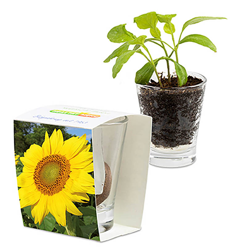 Caffeino-Glas mit Samen - Sonnenblume