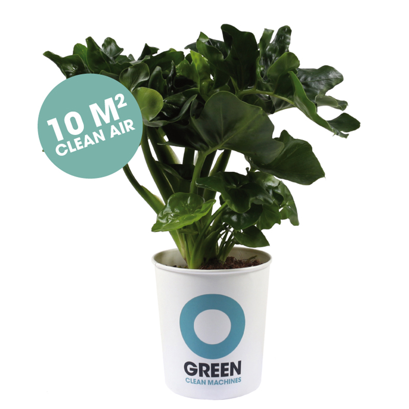 Ogreen Pflanze Superb Philodendron