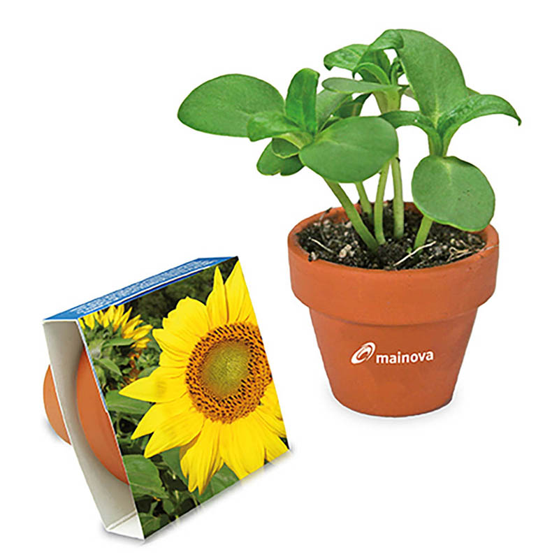 Logo-Topf mit Samen - teracotta - Sonnenblume 