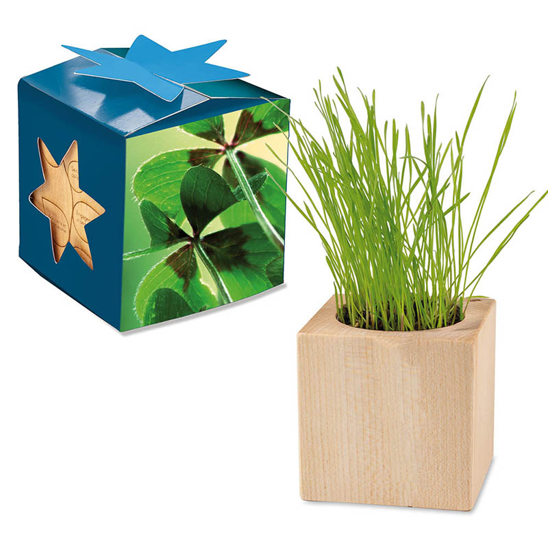 Pflanz-Holz Maxi Star-Box mit Samen - Glücksklee-Zwiebel, 2 Seiten gelasert (* Je nach Verfügbarkeit der Glücksklee-Zwiebeln)