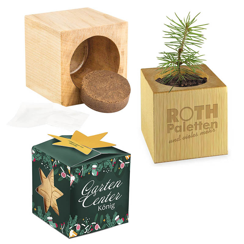 Pflanz-Holz Maxi Star-Box mit Samen - Fichte, 1 Seite gelasert