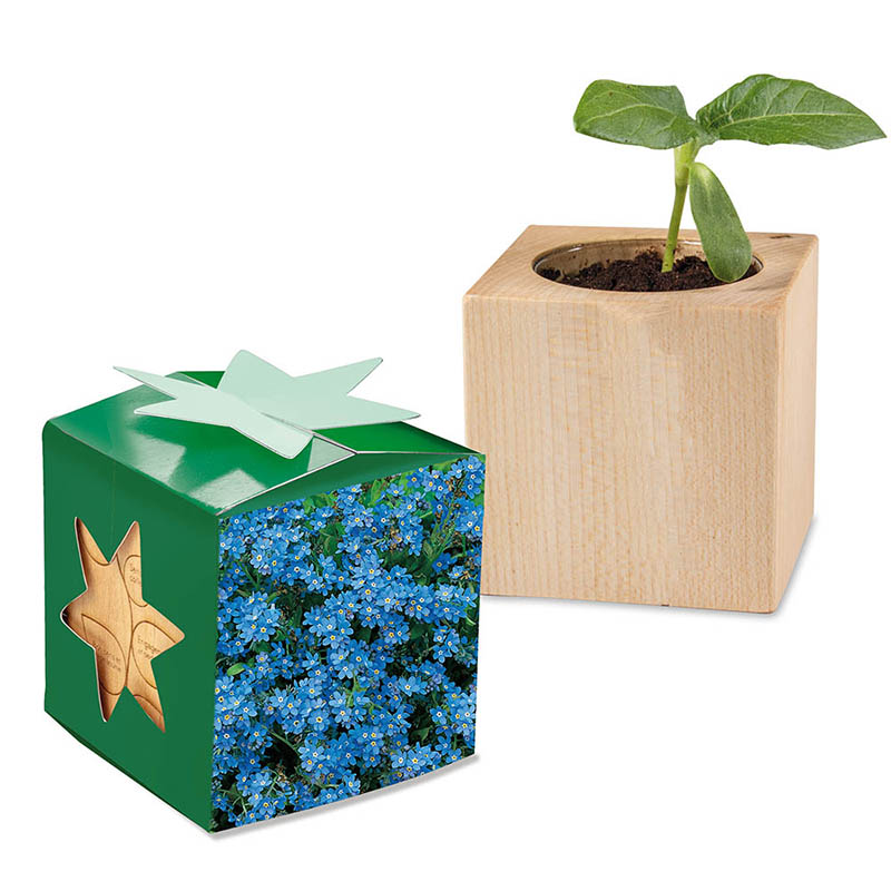 Pflanz-Holz Star-Box mit Samen - Vergissmeinnicht