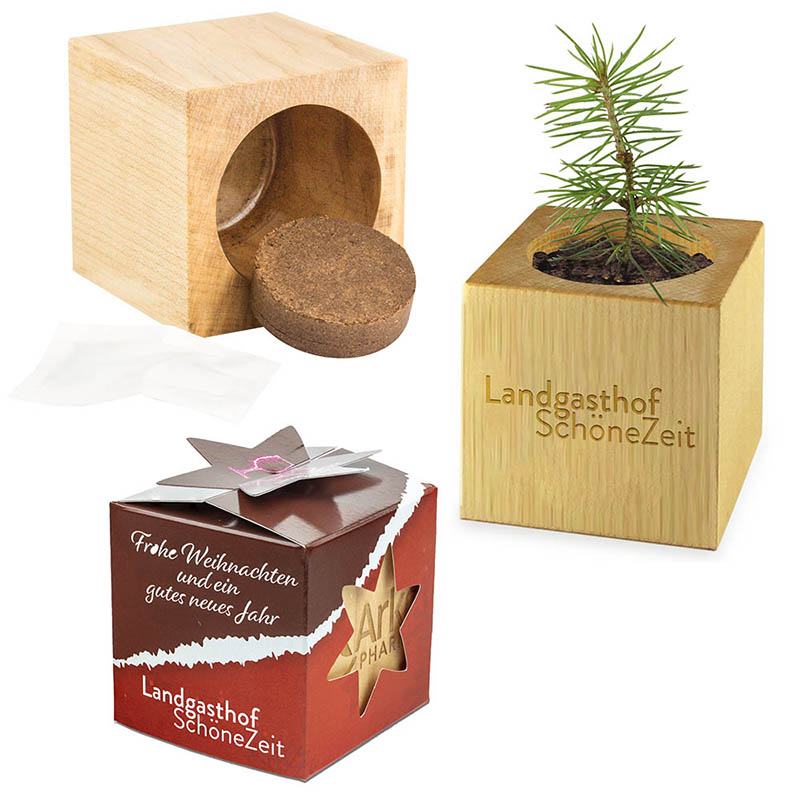 Pflanz-Holz Star-Box mit Samen - Fichte